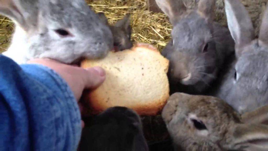 Можно ли кормить кроликов хлебом? хлеб кролям: польза или вред?