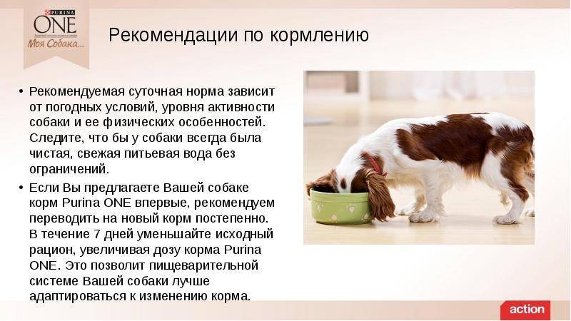 Чем кормить щенка