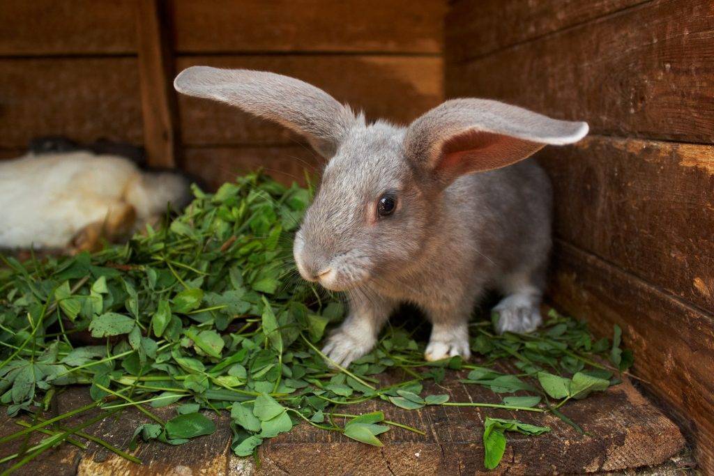 Сколько живут кролики в домашних условиях