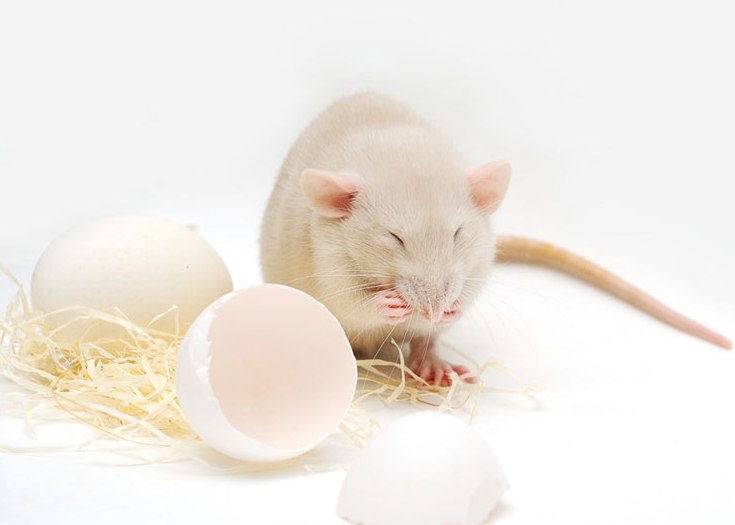 Можно ли давать яйца домашним крысам, в каком виде и сколько