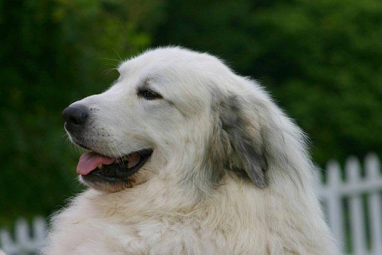 Пиренейская горная собака: описание породы,фото,уход,содержание