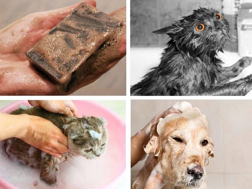 Можно ли мыть собаку шампунем для людей: возможные последствия