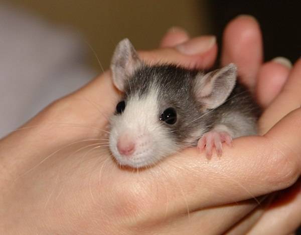 Крысы дамбо: все о декоративных домашних грызунах с большими ушами