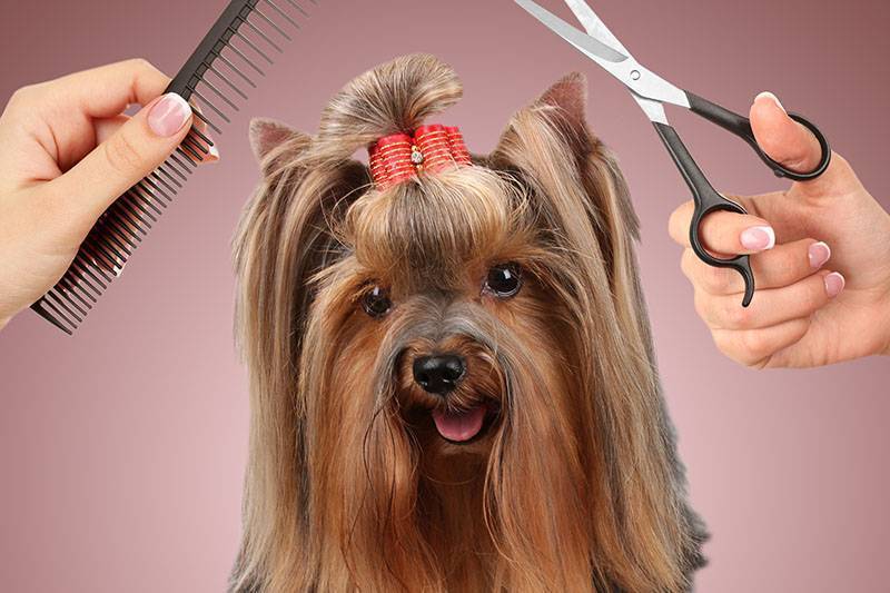 Как подстричь йорка: домашний салон красоты для собачек
