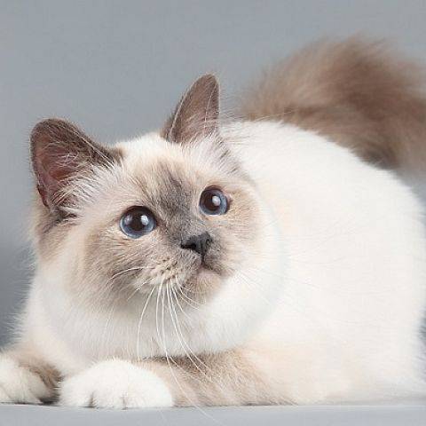 Бирманская кошка: фото, цена, описание породы, характер, видео
бирманская кошка: фото, цена, описание породы, характер, видео