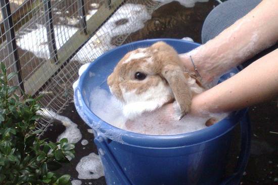 Можно ли мыть кролика обычным шампунем