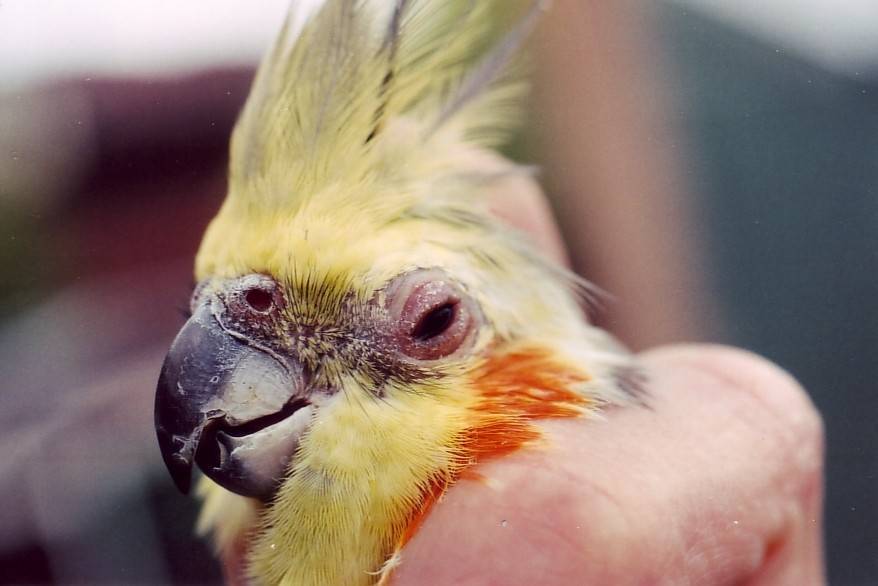 Волнистый попугай дрожит и трясется: причины и что с этим делать