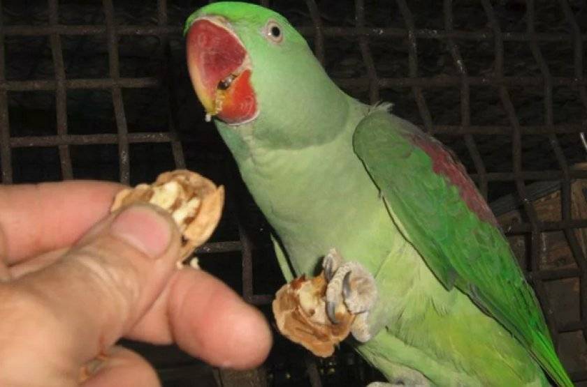 Александрийский попугай: описание, уход и содержание в неволе