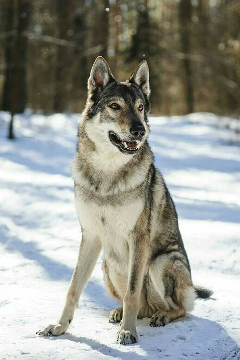 Чехословацкий волчак — чешская волчья собака: надежный друг и защитник. питомники
