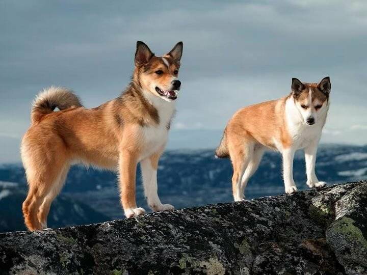 Норвежский лундехунд. все про породу собаки, фото и правила содержания