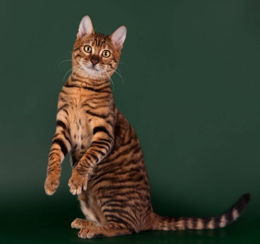 Тойгер: описание уникальной породы кошек с фото и видео