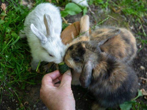 Можно ли кормить кроликов тыквой и кабачками