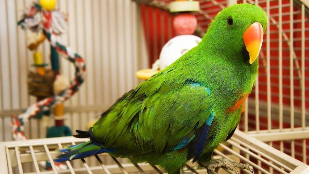 Какого попугая лучше завести в квартире: фото, описание, виды