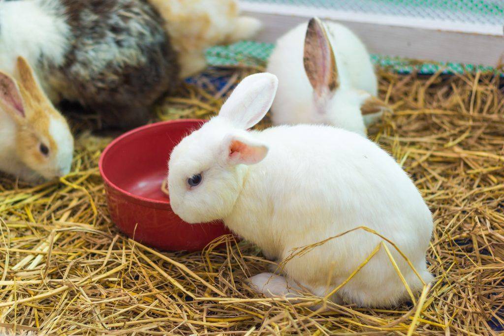 Чем кормить крольчиху после окрола, чтобы было молоко