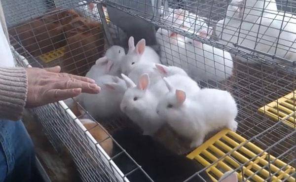 Содержание и разведение кроликов в домашних условиях