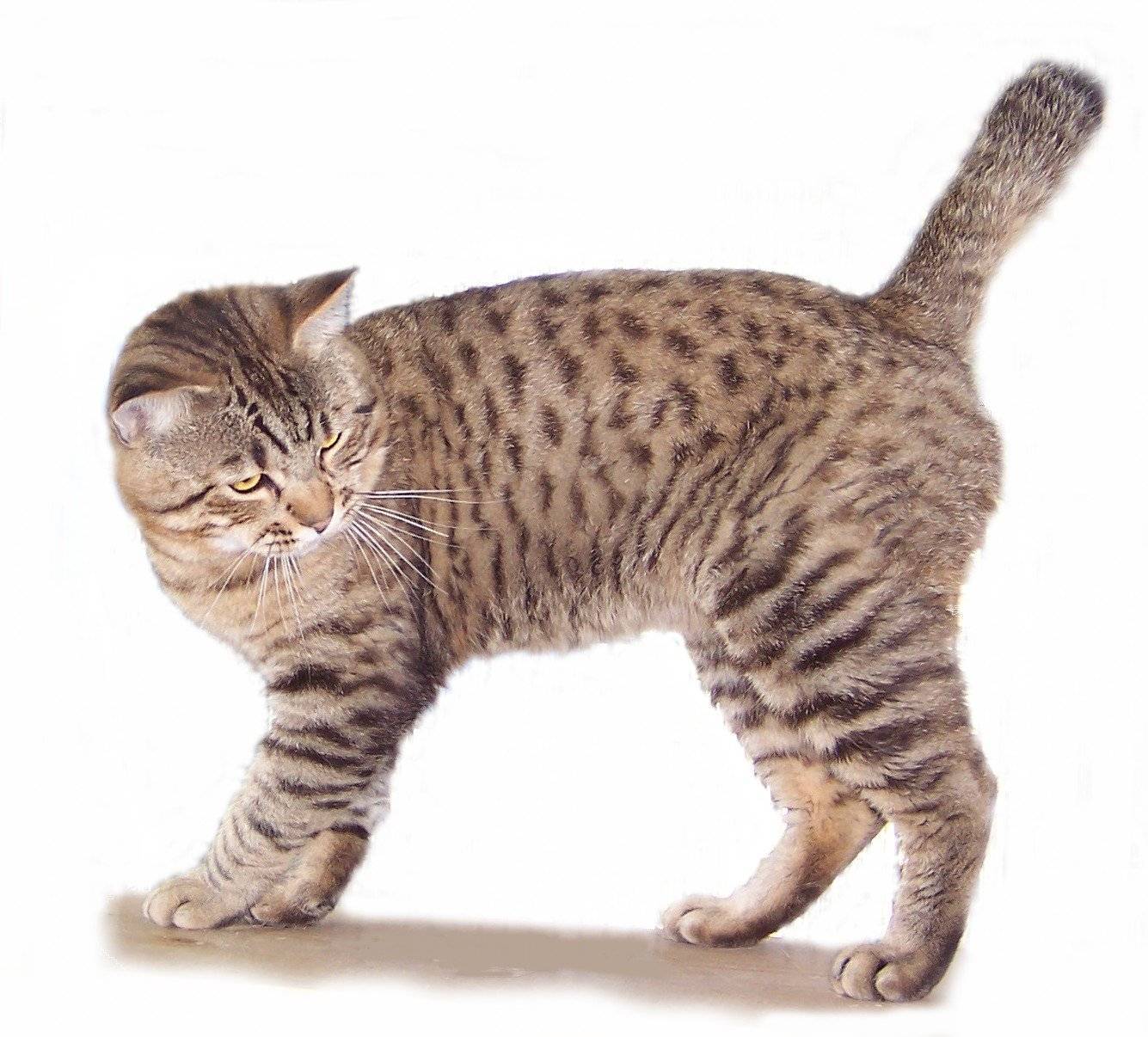 Короткошерстные породы кошек - список и описание пород