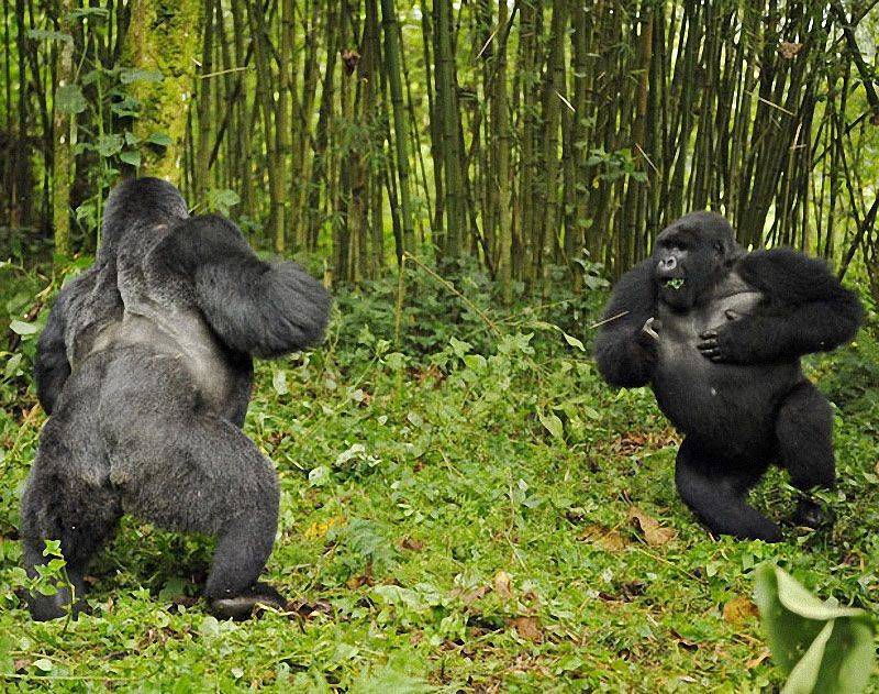 На сколько сильны гориллы