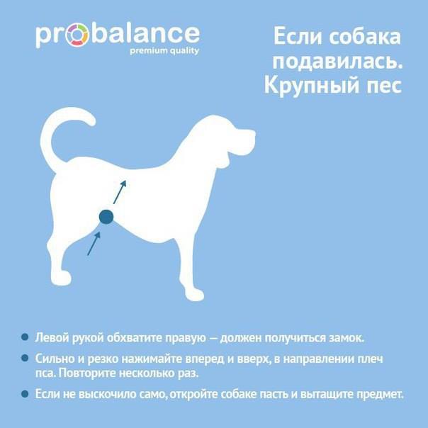 Кашель у собаки как будто подавилась: причины, лечение  - kupipet.ru