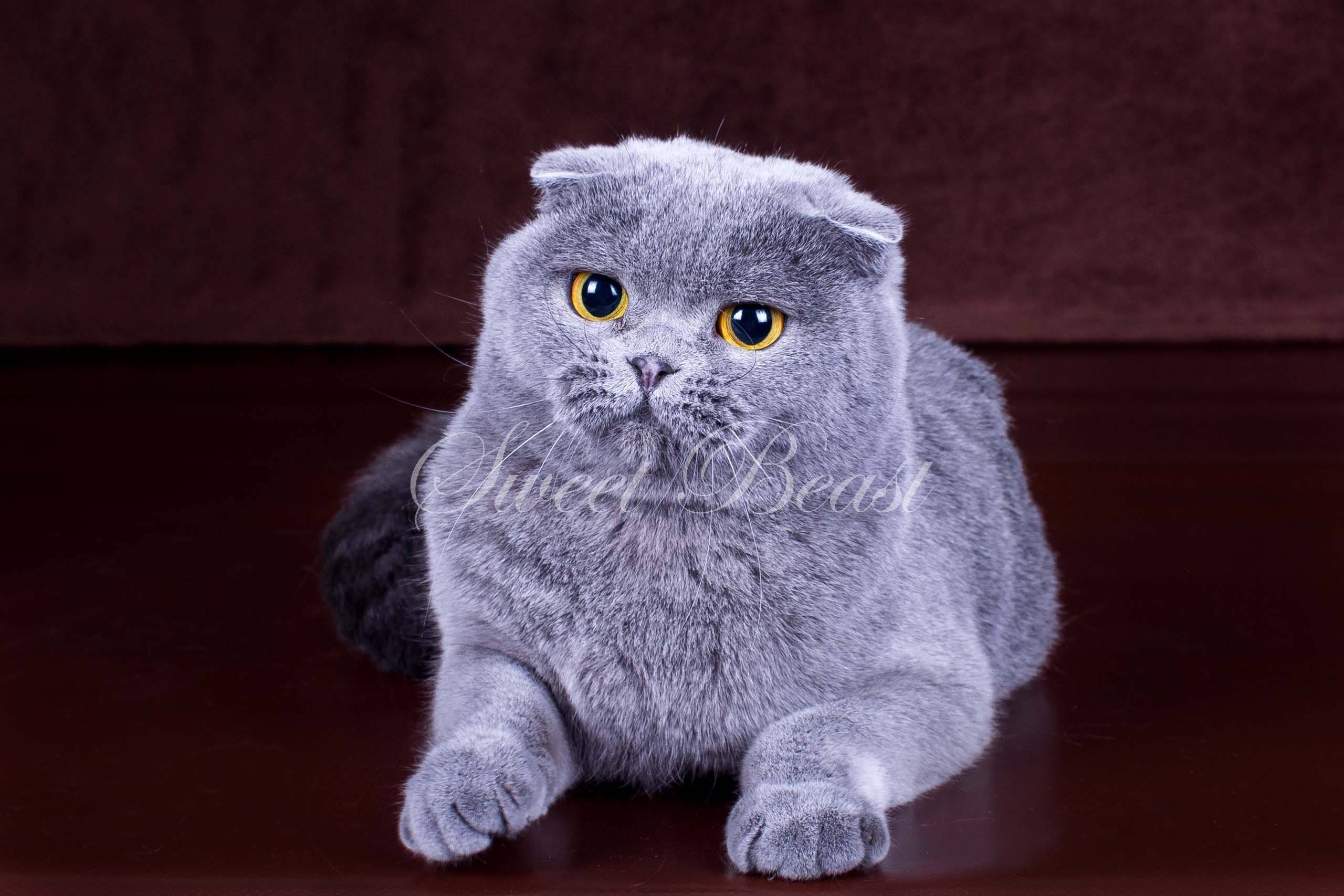 Шотландская вислоухая кошка или скоттиш фолд: фото, описание породы, характер