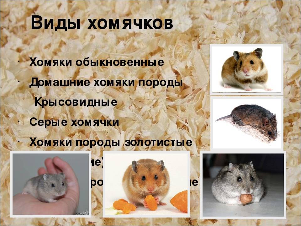 Хомячки: как выглядят, фото, описание и классификация, семейство, млекопитающее или нет, дикое или домашнее животное