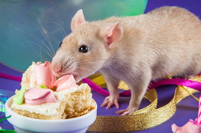Что едят крысы в домашних условиях и дикой природе