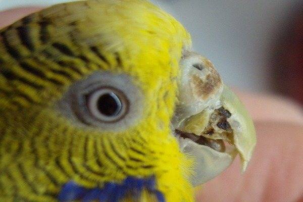 Почему волнистый попугай открывает клюв без звука и вытягивает шею