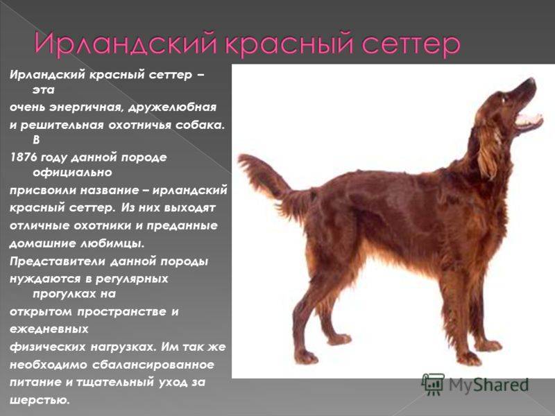 Собака сеттер: описание породы, характеристика навыков, условия содержания, виды