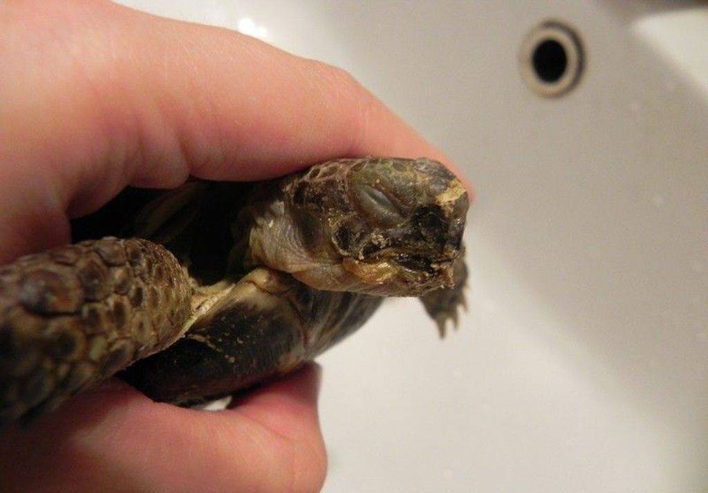 От чего умирают черепахи, как определить смерть питомца