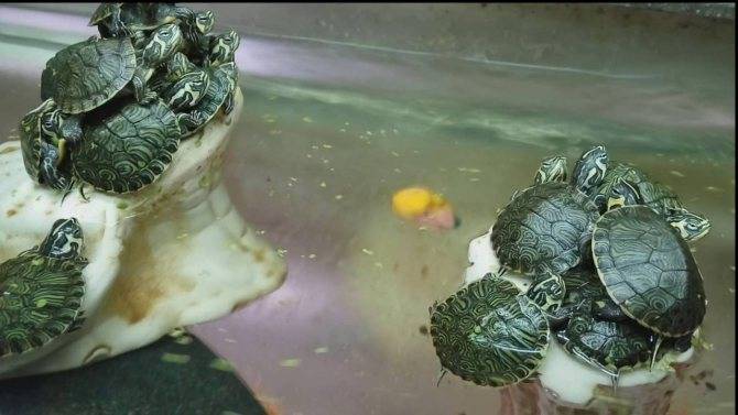 Чем кормить черепах: советы для тех кто завел черепашку. 75 фото и описание примерного рациона питания