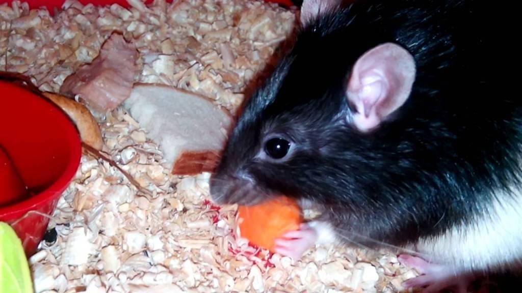 Чем кормить декоративных крыс? рекомендации специалиста!
