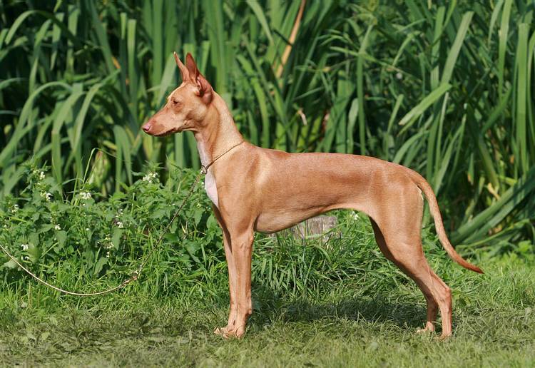 Самые редкие породы собак с фотографиями и названиями