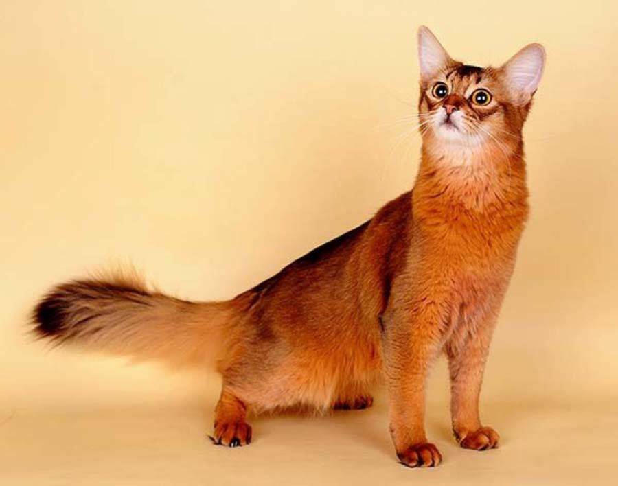 Кошка сомали: описание породы, особенности характера и отзывы