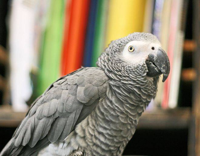 Самый умный попугай в мире — топ-6 видов с описанием и фото