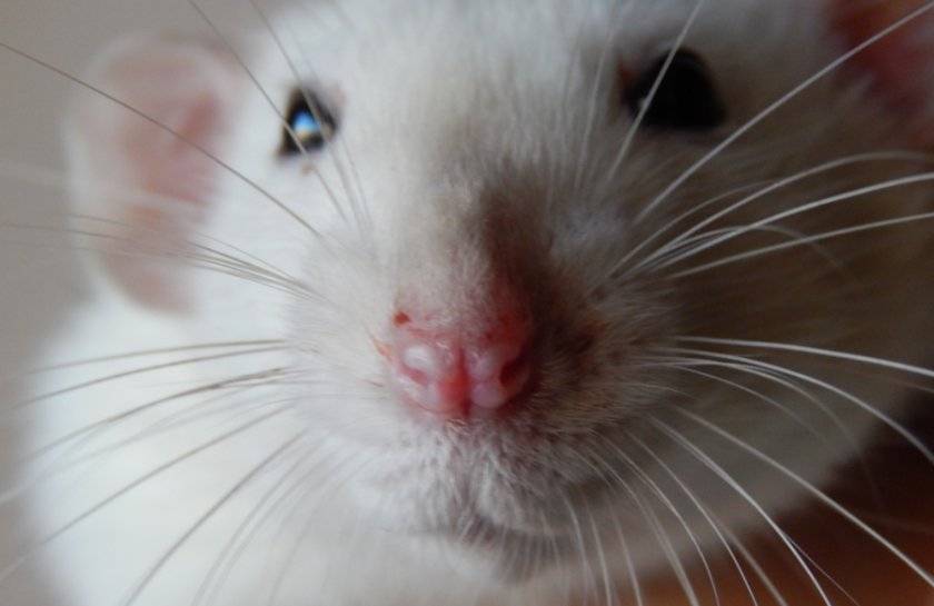 Порфирин у крыс. симптомы и лечение заболевания