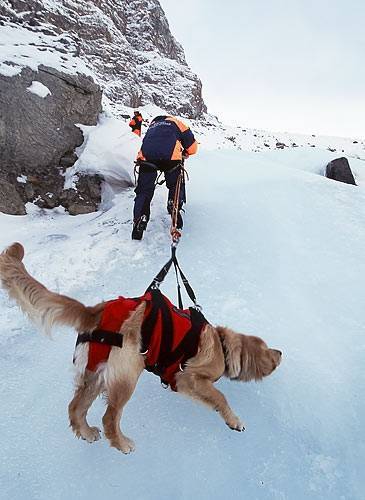 Порода собак спасателей в альпах — сайт эксперта по животным