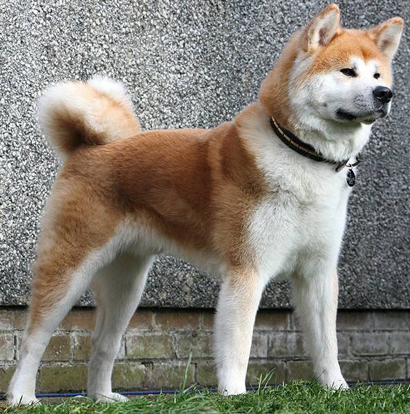 Хатико и другие знаменитые собаки японской породы акита-ину: описание, фото, особенности, характер, история возникновения, разновидности
