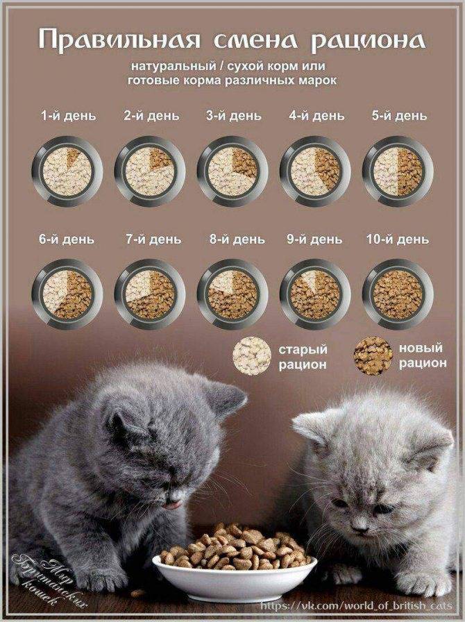 Как кормить кошку сухим кормом правильно, можно ли его размачивать, сколько нужно давать при кормлении: суточная норма, отзывы