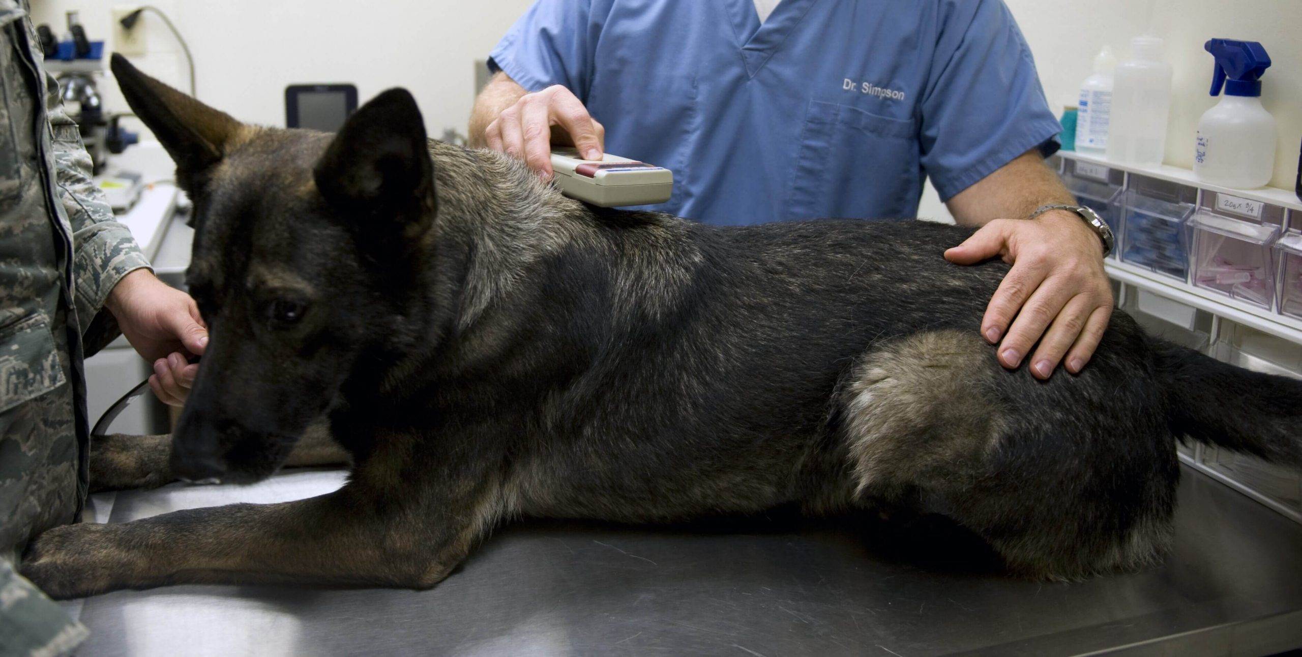 Что такое чипирование собаки, сколько оно стоит, для чего нужно, как происходит и вредно ли для питомца