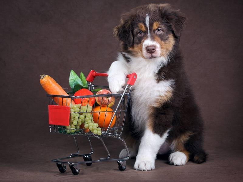 Какие фрукты можно давать собаке, а какие нет: список