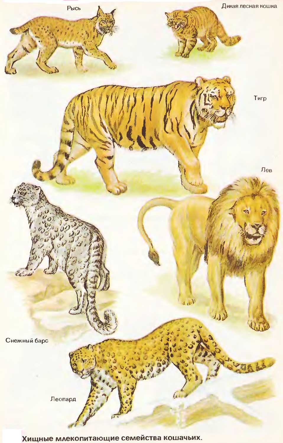 Разновидности представителей семейства кошачьих: список хищников с фото и названиями