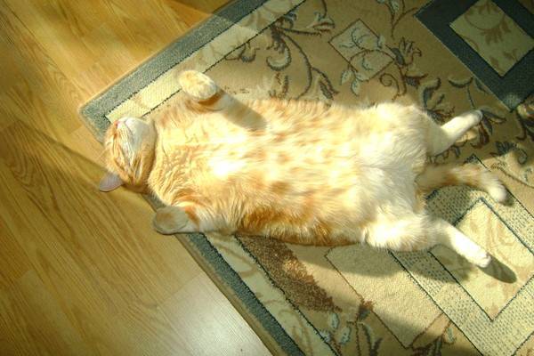 5 причин, почему кошки лежат на спине - что нужно знать