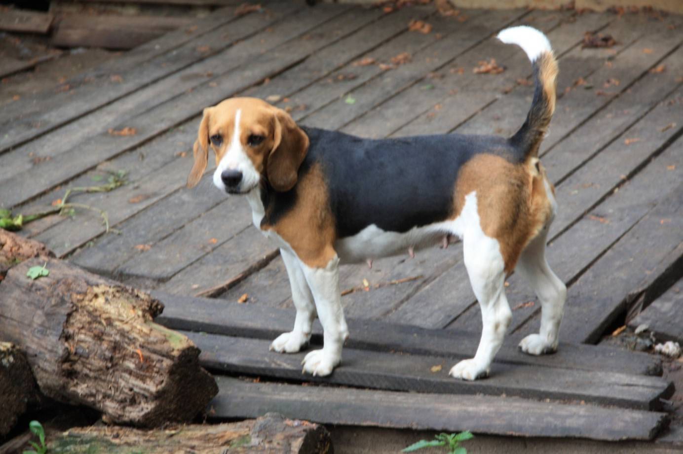 Мини бигль — существует ли карликовая разновидность, фото собак, особенности