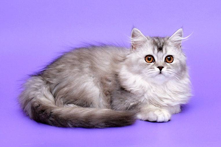 Шотландская длинношерстная прямоухая кошка хайленд-страйт: описание породы. все о шотландской длинношерстной прямоухой породе кошек хайленд страйт
