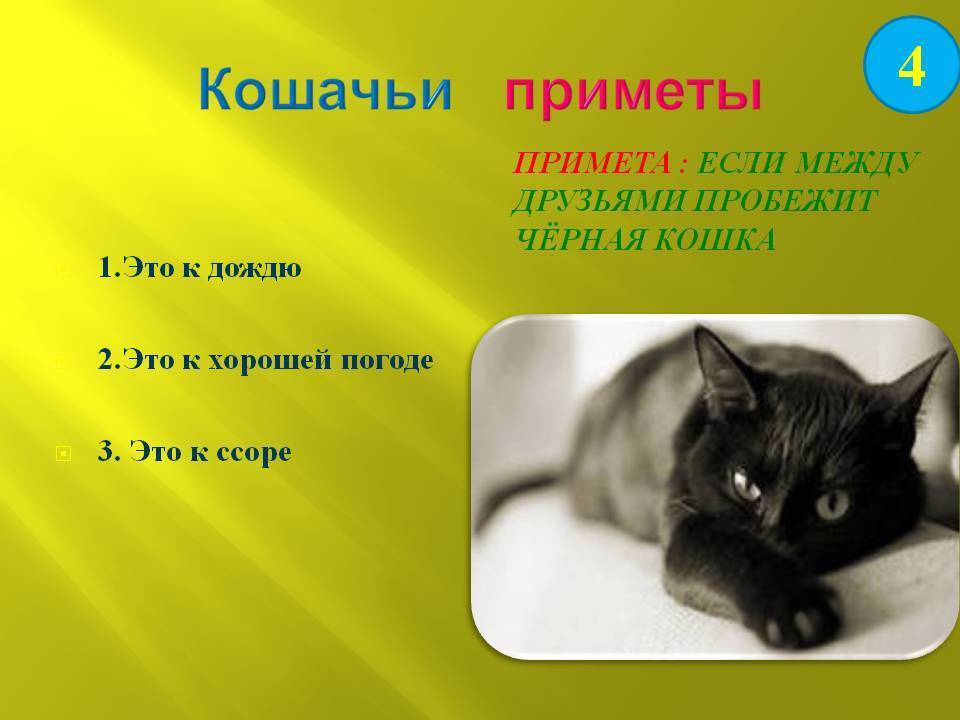 Приметы и суеверия: черный кот в доме, квартире или перешел дорогу и другие приметы про черного кота