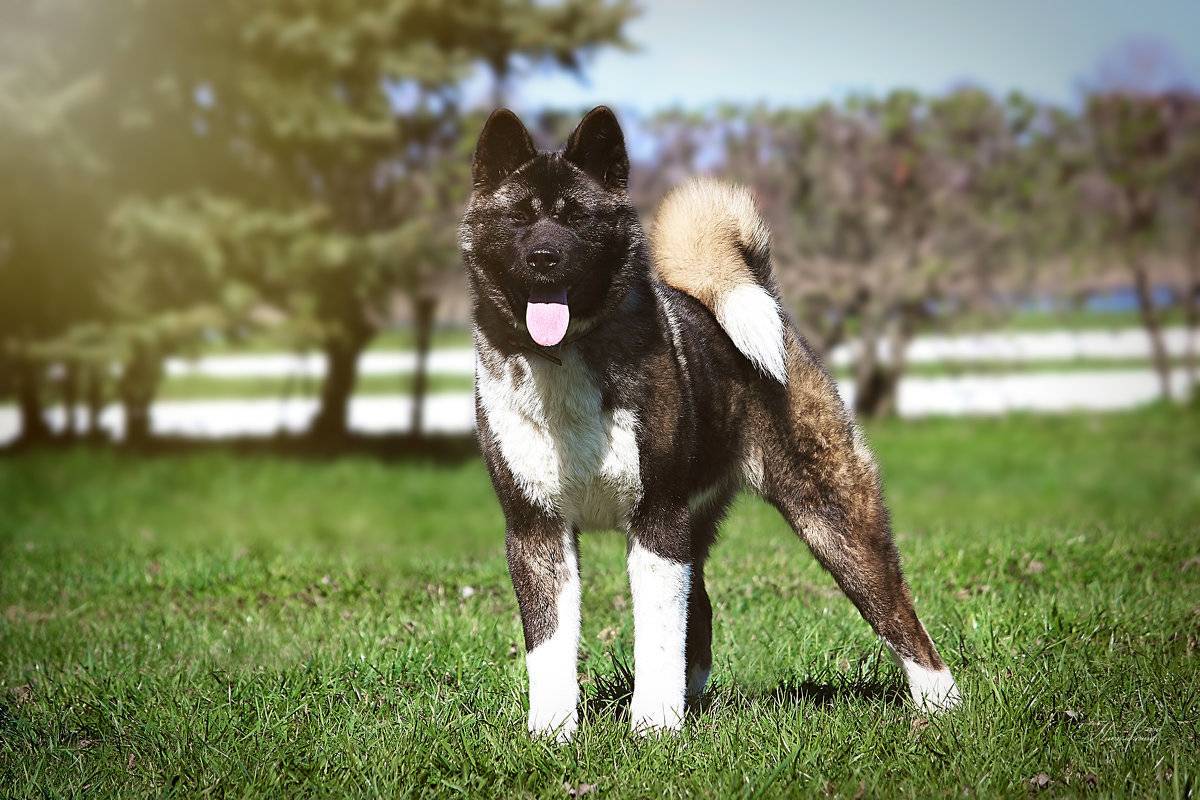 Американская акита: фото и описание породы собак
американская акита: фото и описание породы собак