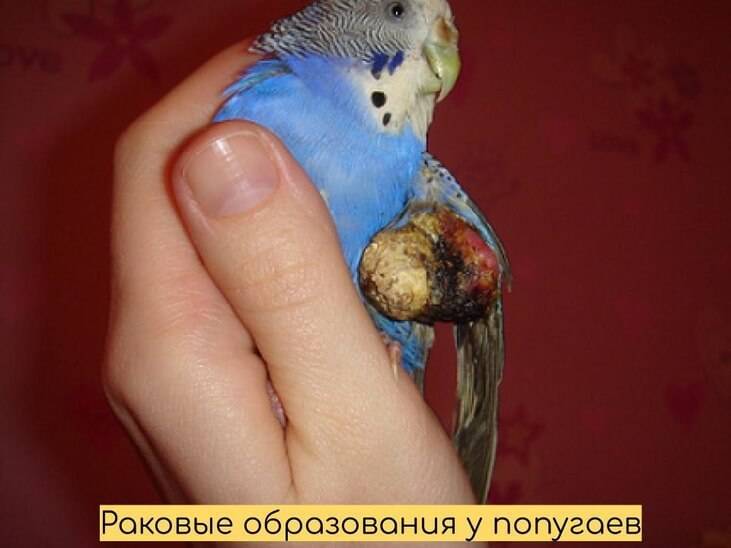 ᐉ как понять что попугай умирает? - zoomanji.ru