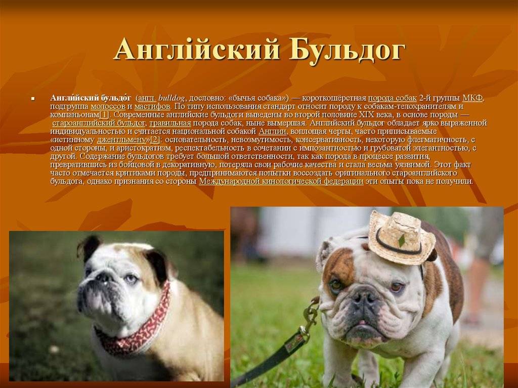 Породы собак фото с названиями бульдоги — сайт эксперта по животным — howmeow