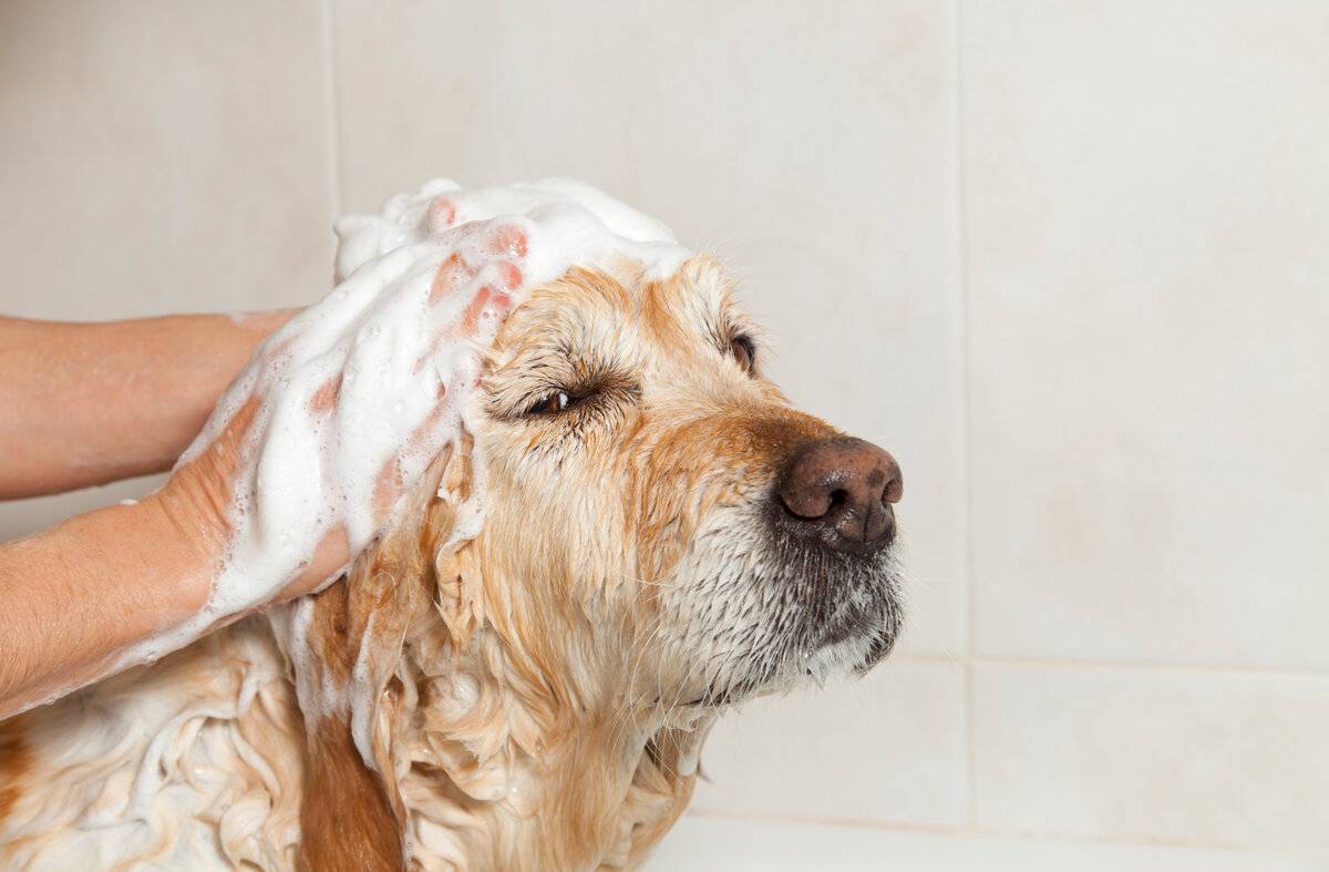 8 запахов, которые не любят собаки. многие не догадываются об этом: новости, собаки, запах, животные, лайфхаки, воспитание, дрессировка, домашние животные