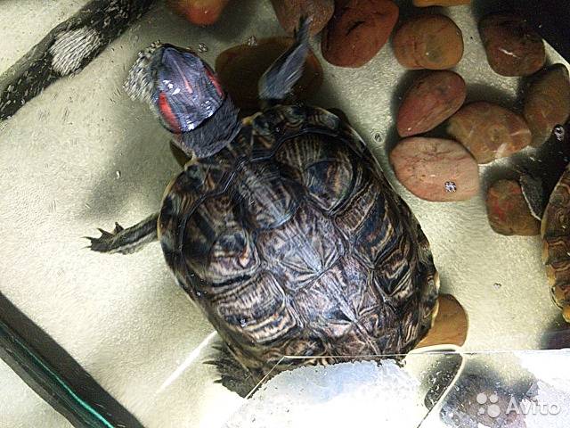 Красноухая черепаха - уход, содержание и все о ней - ветеринарная клиника zoohelp