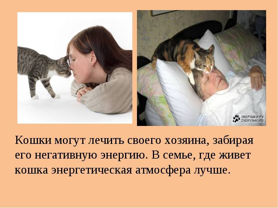 Кошки и женское здоровье